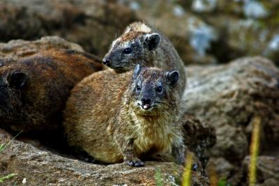 Hyraxes