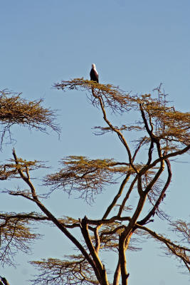 Fish eagle