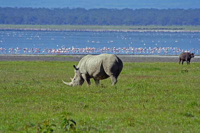 White rhino (buffalo and flamingos in background)