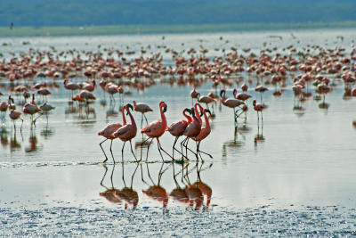 Flamingo dancers