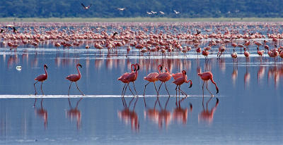 March of the Flamingos