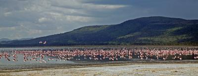 Flamingo panorama