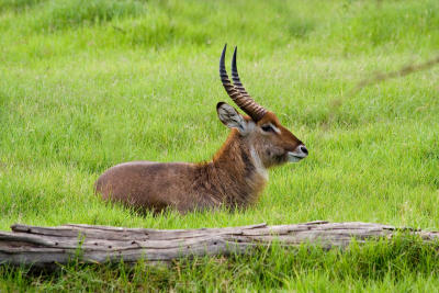 Male waterbuck