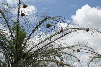 Weaver-bird nests, Cameroon