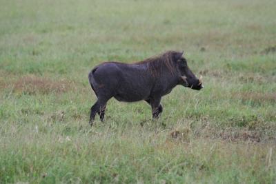 Warthog