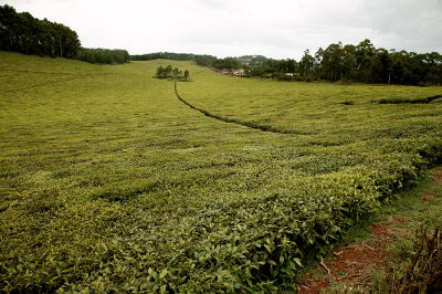 Tea plantation on Ring Road north of Kumbo, near Ndu