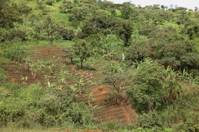 Hillside between Bamenda and Mbingo