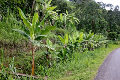 Roadside banana trees