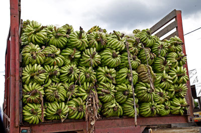 A truckload of plantains