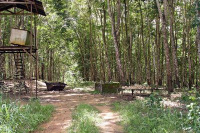 Rubber plantation, Douala-Bamenda Road