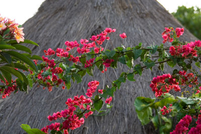Bougainvillea and thatched roof, Allat