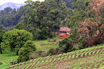 Farmland near Kumbo