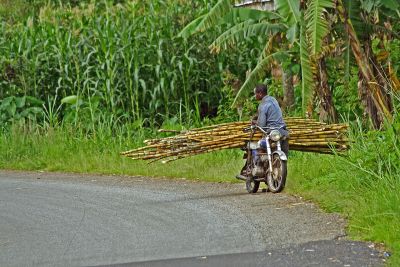 Taking sugar cane to market
