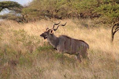 Male greater kudu, following