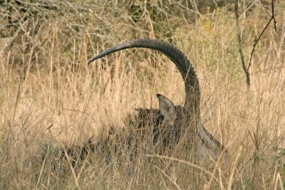 Sable antelope