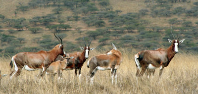 Blesbok herd