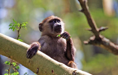 Baboon at leisure