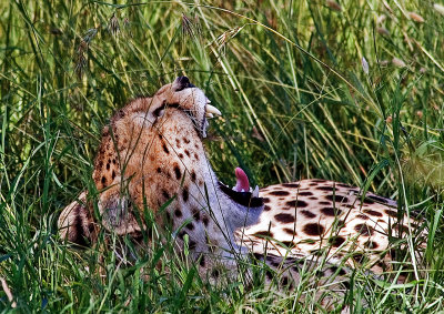 Cheetah, yawning