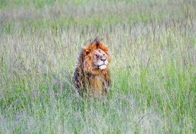 Lion in deep grass