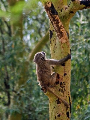 Baboon climbing tree