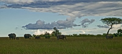 Elephants and acacia