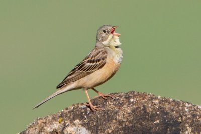 Kerti srmny (Emberizza hortulana)