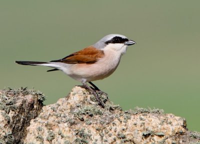 Tvisszr gbics (Lanius collurio)