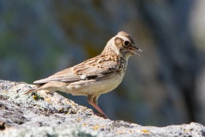 Erdei pacsirta (Lullula arborea)