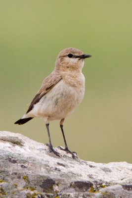 Pusztai hantmadr (Oenanthe isabellina)