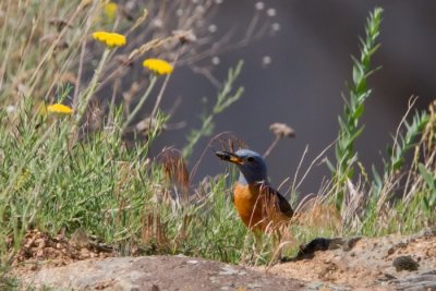 Kvirig (Monticola saxatilis)