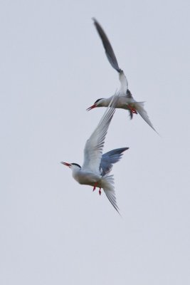 Kszvg csr (Sterna hirundo)