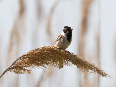 Ndi srmny (Emberiza schoeniclus)