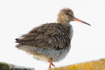 Piroslb cank (Tringa totanus)