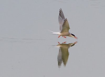 Kszvg csr (Sterna hirundo)