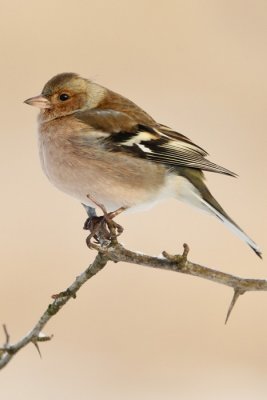 Erdei pinty (Fringilla coelebs)