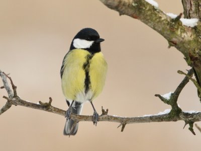 Szncinege (Parus major)