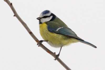 Kk cinege (Parus caeruleus)