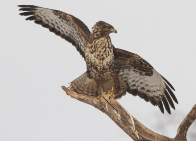 Egerszlyv (Buteo buteo)