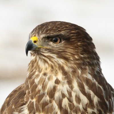 Egerszlyv (Buteo buteo)