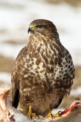 Egerszlyv (Buteo buteo)