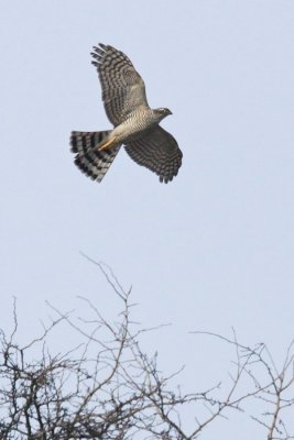 Karvaly (Accipiter nissus)