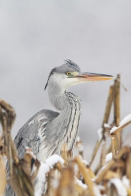 Szrke gm (Ardea cinerea)