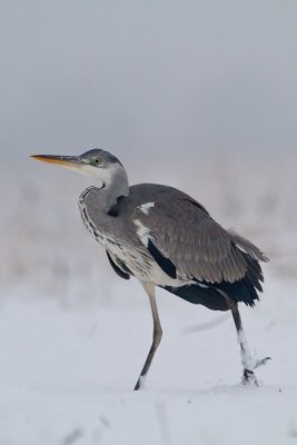Szrke gm (Ardea cinerea)