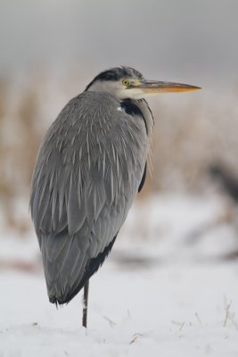 Szrke gm (Ardea cinerea)