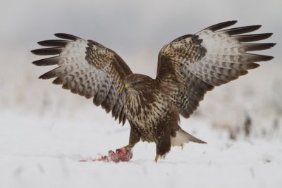 Egerszlyv (Buteo buteo)