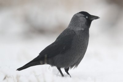 Cska (Corvus monedula)