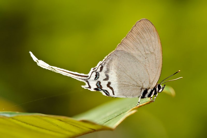 Ritra aurea volumnia (Orange Imperial)
