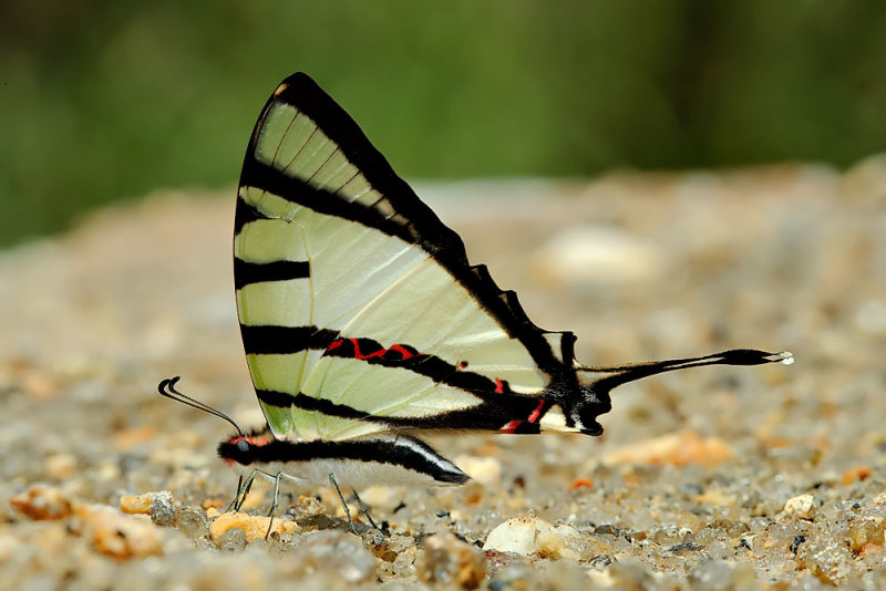 Graphium agetes iponus  (The Four Bar Swordtail)