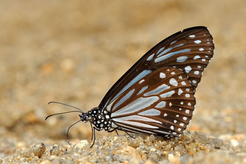 Parantica melaneus sinopion (Chocolate Tiger)