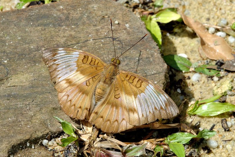 Euthalia alpheda langkawica
